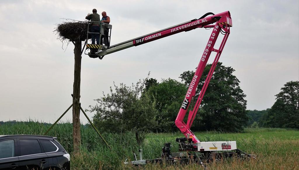 De jonge ooievaars in Ommen en omstreken worden door Gerbrand Groen en Hans Sybesma uit het nest gehaald met behulp van een hoogwerker.