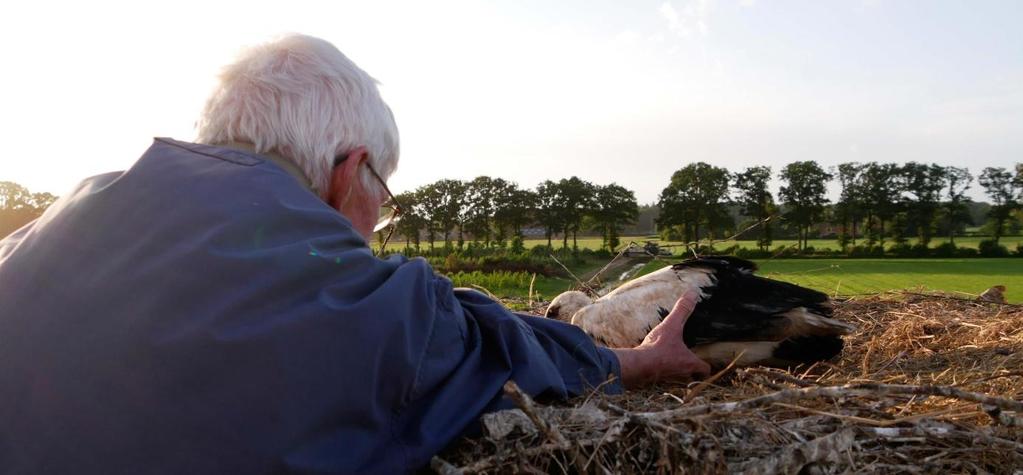 Ook in en rondom Hoonhorst vraagt de Vogelwerkgroep aldaar Han ieder jaar ooievaars te ringen.