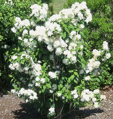 Boeren Jasmijn - Philadelphus Virginal De naam 'jasmijn' is afkomstig van het Perzische Yasmin, dat 'geschenk van God' betekent.