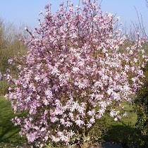 Beverboom - Magnolia loebneri 'Merril' Ter herinnering aan iemand die op latere leeftijd tot volle bloei kwam, hield van roze en jarig was in april/mei of aan die periode in het jaar goede