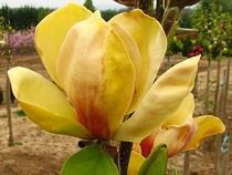 Beverboom - Magnolia Sunsation Ter herinnering aan iemand die al relatief vroeg tot volle bloei kwam, hield van geel en jarig was in april/mei of aan die periode in het jaar goede herinneringen had.