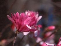 Beverboom - Magnolia stellata Rosea Ter herinnering aan iemand die op latere leeftijd tot volle bloei kwam, hield van zachte kleuren zoals roze.