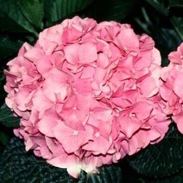 Doorbloeiende Roze Hortensia - Hydrangea macrophylla 'Forever & Ever Pink Ter herinnering aan iemand die zelf niet op de voorgrond trad, maar wel door anderen erg werd gewaardeerd om wie hij of zij