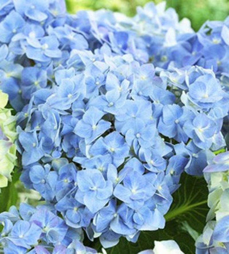 Doorbloeiende Blauwe Hortensia - Hydrangea macrophylla 'Forever & Ever Blue Ter herinnering aan iemand die zelf niet op de voorgrond trad, maar wel door anderen erg werd gewaardeerd om wie hij of zij