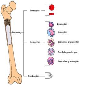 bloedstamcellen Lymfocyten,