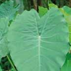 ............................ 150-200 VIII-IX I 4750, Cardiocrinum giganteum Chasmanthe floribunda rood.