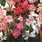 Gladiolus (kleinbloemig) (vervolg) Gladiolus 'Las Vegas' Gladiolus 'Nathalie' Gladiolus Prins Claus