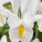 8/9 25, 7/8 15, Iris 'Mount Everest Pioneer donkerblauw, (nieuw).