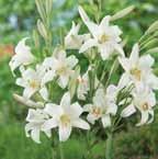 ............ 65-100 VI-VII 24/op 1350, 22/24 1200, 20/22 1100, 18/20 975, 16/18 850, Lilium 'Casa Blanca' Casa Blanca wit, oriental.