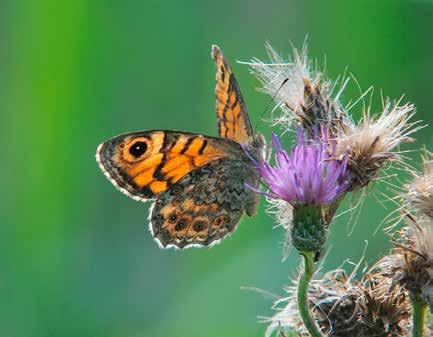 Als boeren en natuurbeheerders hebben we gezocht naar maatregelen om deze en andere insecten te helpen in onze graslanden. De resultaten van die zoektocht lees je in deze brochure.