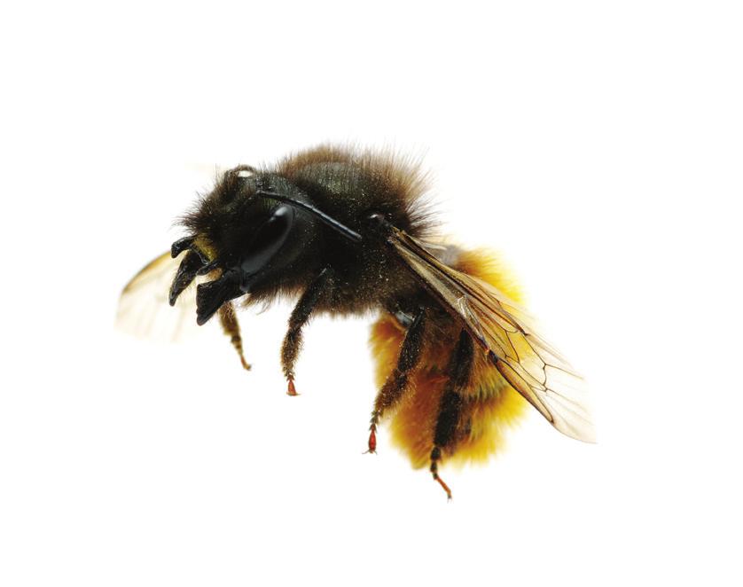 3 Bestuivingskracht Onderzoeksactiviteit 3 Zijn er voldoende wilde bijen en andere bestuivers voor de bestuiving van onze voedselgewassen?
