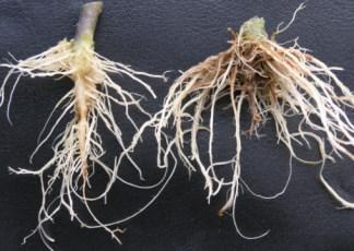 Controling Pythium and