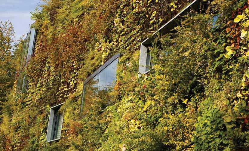 The Green Building Envelope Gevels en planten, de synergie tussen natuur en stedelijke omgeving Groene wand van Sportplaza Mercator in Amsterdam.
