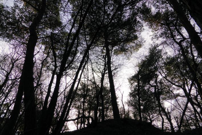 QUEESTE 3 Ontrafel de naam 'Haardennen' Ken je het spreekwoord: "Er leiden vele wegen naar Rome?" In de Haardennen zijn er ook vele slingerende bospaadjes! Weet jij wat de naam 'Haardennen' betekent?