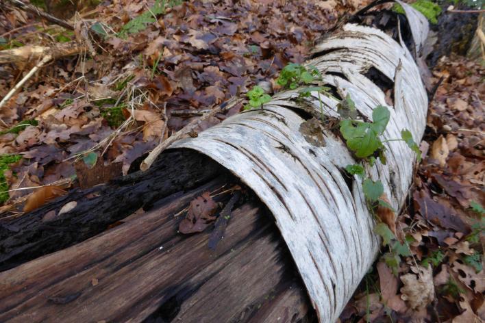 QUEESTE 4 Is er nog leven in dode bomen? In de Haardennen liggen in het bos vele dode boomstammen. Het natuurbeheer van Landschap Overijssel laat ze liggen met een reden! Bekijk maar eens 'waarom'.