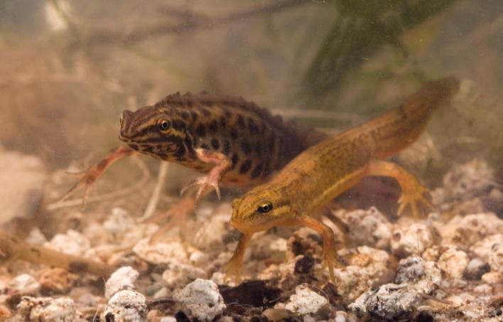 Vipera verbindt... Haardennen: Tijdens het project 'Vipera Verbindt' (2008) zijn heide en hoogveentjes weer met elkaar verbonden door bos te kappen.