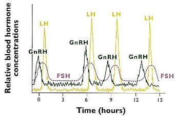 Het gonadotropinreleasing hormone (GnRH) heeft het meeste invloed op de regulatie van de voortplanting.