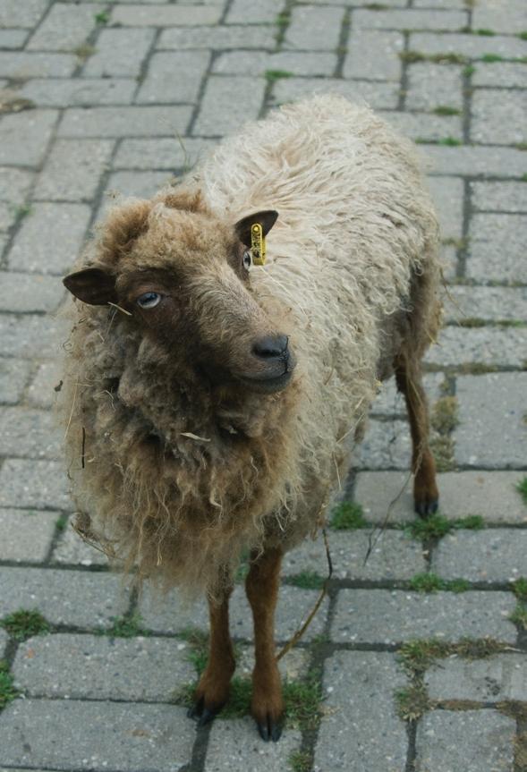 5 Ambitie en maatregelen per diergroep Ambitie De gemeente Schiedam streeft er naar om zoveel mogelijk Schiedammers bewust te maken van diervriendelijkheid en wil de inwoners stimuleren de dieren