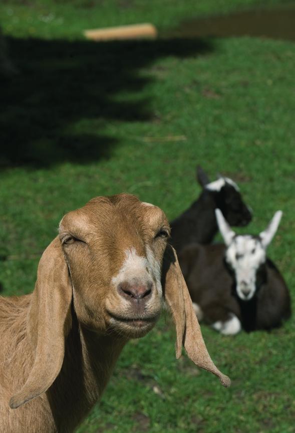 1 Inleiding Dierenwelzijn is een thema dat veel mensen na aan het hart ligt. Dieren verrijken het leven van veel mensen, huisdieren nodigen uit tot zorg en geven afleiding.