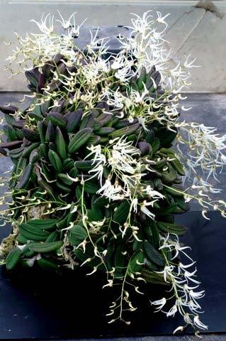 De mooiste plant van de Orchiade, de werkelijk