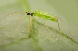 Intermezzo Vriend of vijand Jeroen van Schelt Koppert Biological Systems is een voorbeeld van een Nederlands bedrijf waarin op hoog niveau ecologische kennis wordt toegepast.