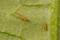 extra voer op de planten te strooien. Dit voer bestaat uit eitjes van de meelmot Ephestia kuhniella, die speciaal voor dit doel op grote schaal wordt gekweekt.