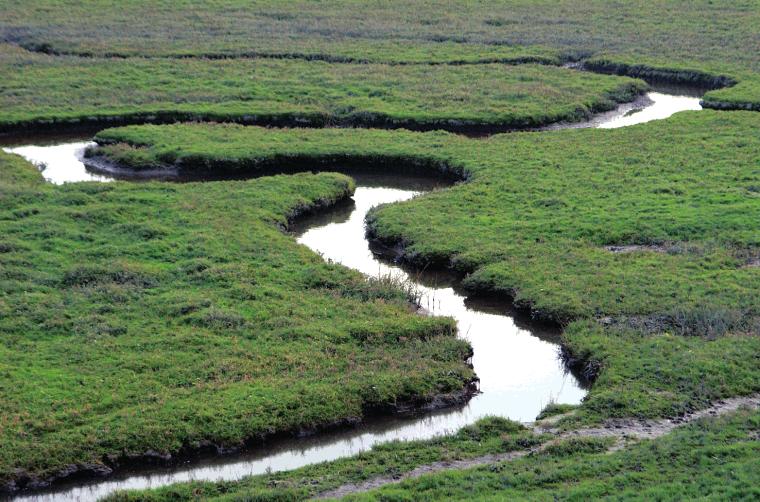 4 Als basis voor de natuurvoorstellen in de Ontwikkelingsschets hebben gediend: de habitats en de soorten die het Westerscheldegebied kwalificeren als Vogel- en Habitatrichtlijngebied, alsmede de