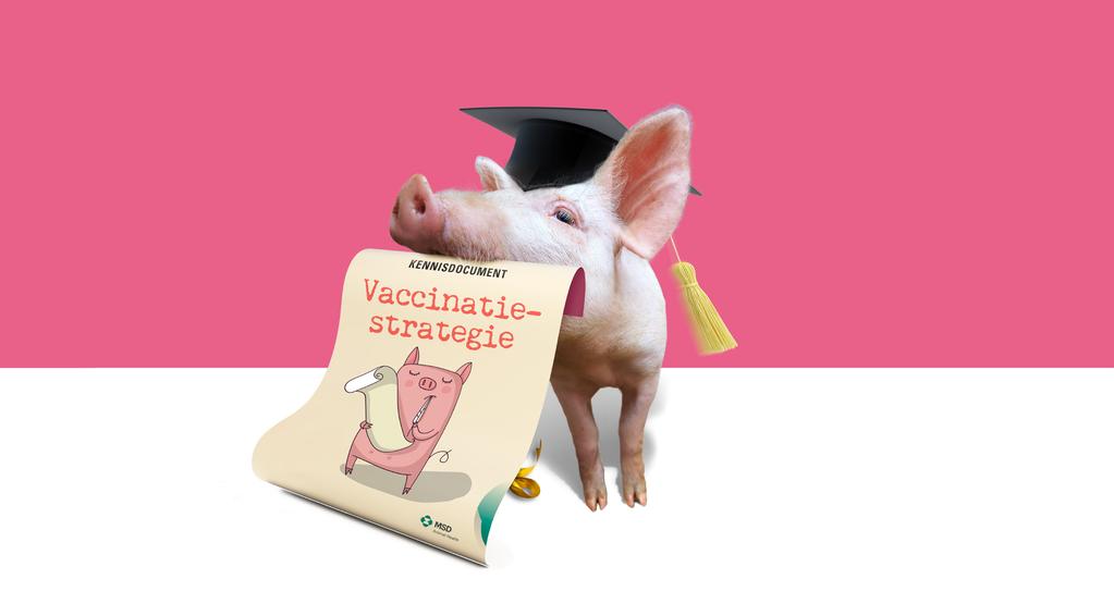 Een goede vaccinatiestrategie helpt om de biggen te beschermen en draagt bij aan een gezonde biggenopfok.