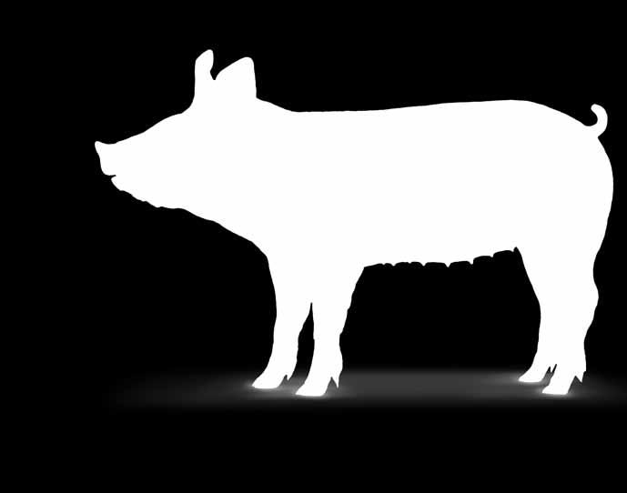6 Zie ook www.esf2013.com Nedap Velos ESF In een groepshuisvesting met varkensvoerstations brengt u het voer niet naar het varken, maar komt het varken zelf naar het voer.