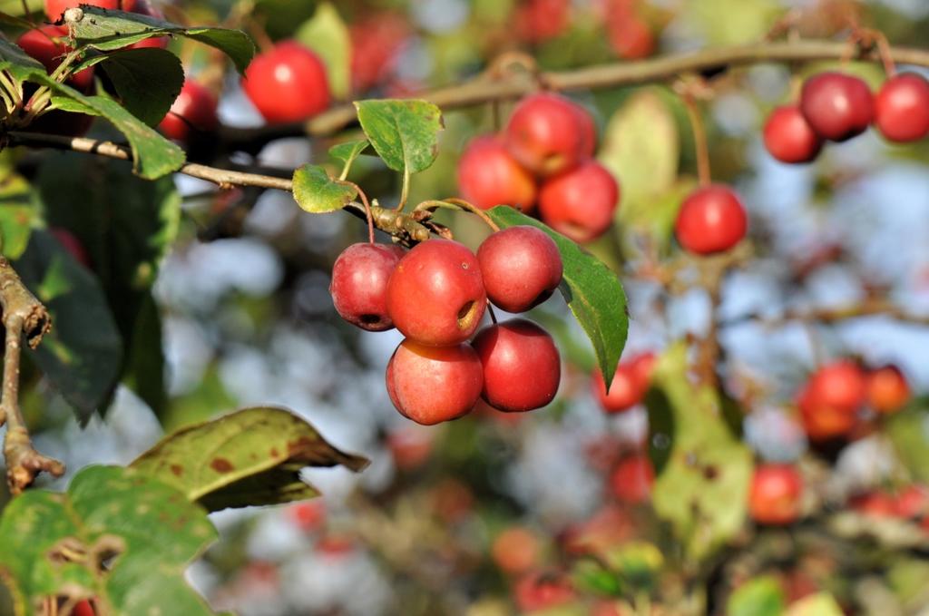 Schijnbaar zijn de sierappeltjes nog niet in trek bij de vogels. Ik heb nog geen merel, lijster, koperwiek, kramsvogel of andere liefhebber van de appeltjes zien eten.