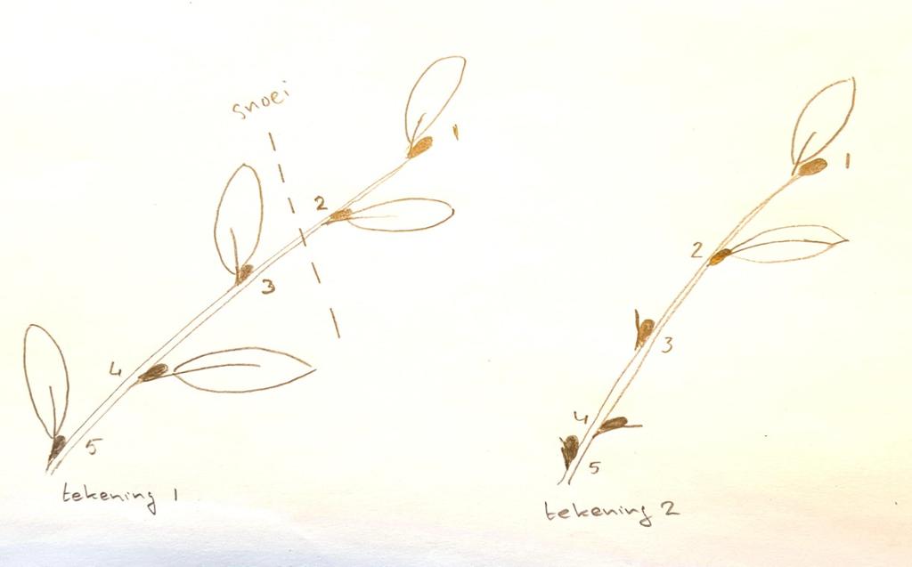 Bij snoei van de twijg (tekening 1) zal knop 3 uitlopen en er ontstaat geen fijne vertakking. Immers de remstof uit knop 3 verhindert dat 4 en 5 uitlopen.