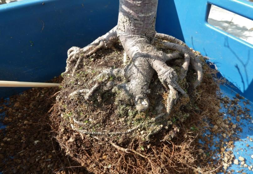 Bonsai Vereniging Rijnmond De opstelling van de maand maart door Marijke Claassens Ulmus hollandica (Hollandse Iep) ER KWAM EEN PRACHTIGE WORTELVOET