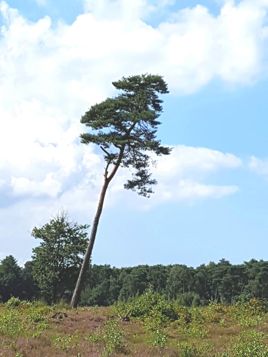 Bonsai Vereniging Rijnmond Mooie bomen Dit zijn de bomen die dienen als inspiratiebron. Shakan Hellende stijl waarbij de top niet boven de stambasis staat.