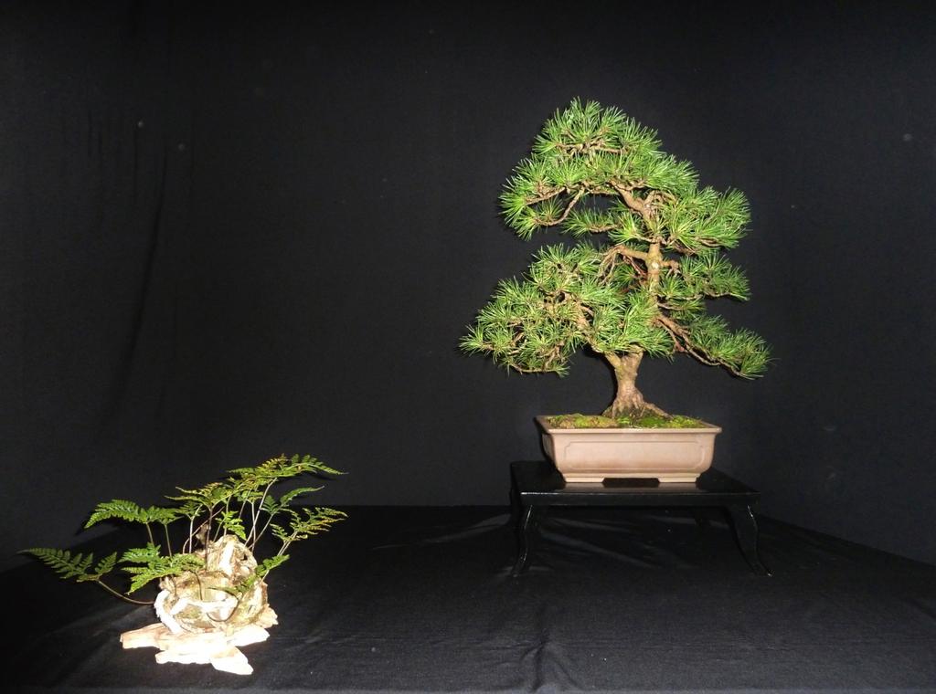 Bonsai Vereniging Rijnmond De opstelling van de maand februari door Andries van Herk De grove den (Pinus sylvestris) Voor zo ver ik weet is deze boom in Zweden door iemand opgekweekt uit een zaadje.