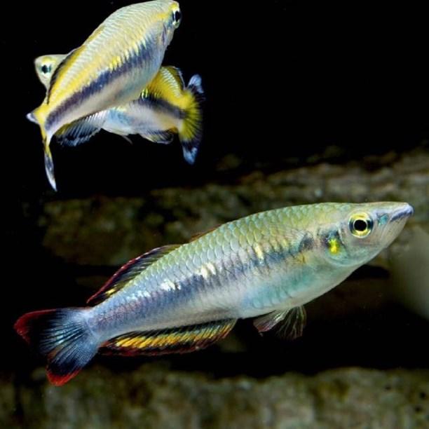 a.v. De Glasbaars Vissen Madagaskar regenboog Oorsprong : Afrika Lengte : 15 cm Min.