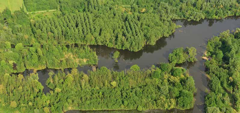 Scoren bij soorten De inrichtingsmaatregelen om de elzenbroekbossen en kreken in hun natuurlijke glorie te herstellen, komen ten goede aan talrijke