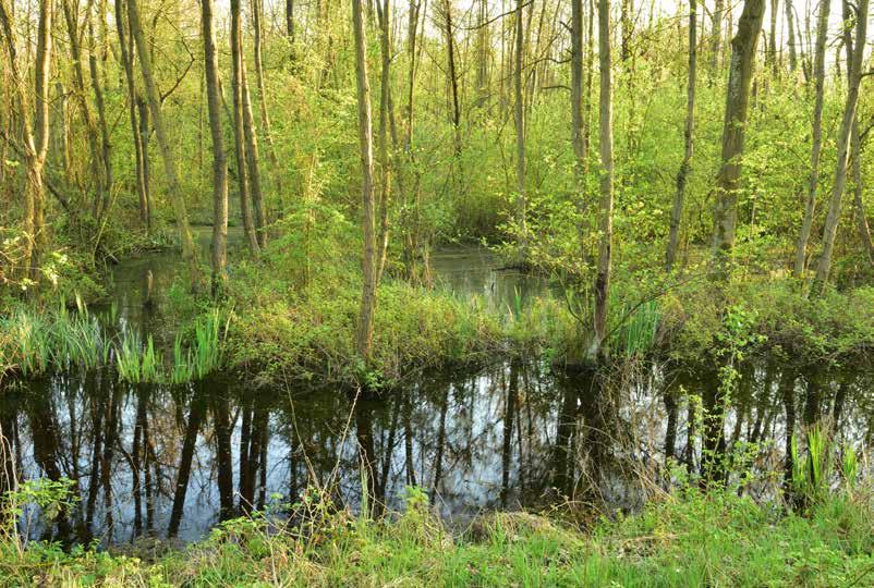 De natuur wil natte voeten Scalluvia is een samentrekking van Scaldis (Latijns woord voor Schelde) en alluviale bossen. In alluviale bossen staan de bomen met hun wortels in het water.