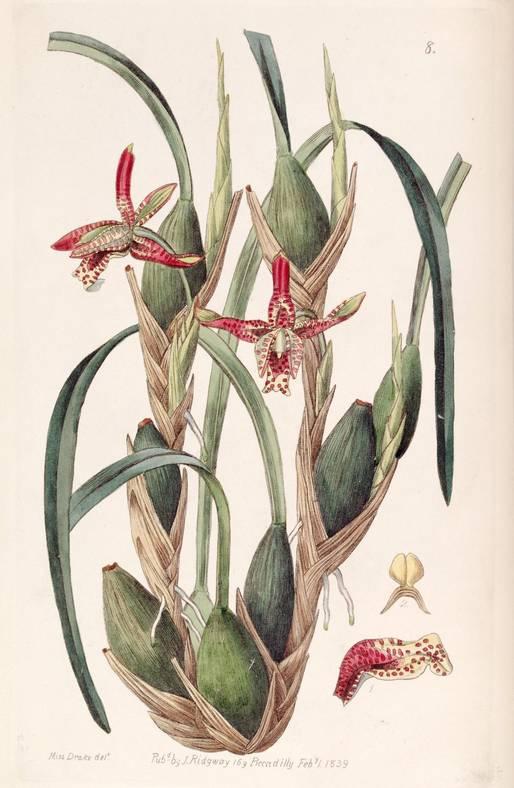 Maxillaria tenuifolia