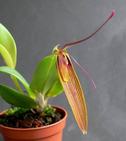 RESTREPIA - DEEL 2 (vervolg van het artikel in maart 2018; eerder gepubliceerd in het kringblad van de Arnhemse Orchideeën Kring) Restrepias produceren jonge plantjes aan de basis van volwassen