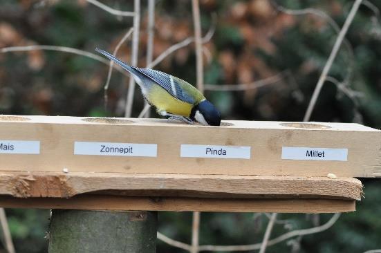 Vogelsoorten Onderstaand grafiekje geeft het aantal waarnemingen per soort dat we tot nu toe hebben ontvangen. De Koolmees gaat fier op kop. Daarna volgt de Pimpelmees.