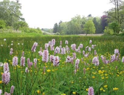 54 Brakona jaarboek 2006-2007 Zweefvliegen in het staatsnatuurreservaat Rodebos & Laanvallei Gedurende vier jaar werden met een handnet zweefvliegen geïnventariseerd in Rodebos & Laanvallei, een