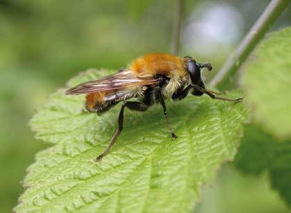 60 Brakona jaarboek 2006-2007 Criorhina floccosa, een hommelmimic waarvan de larve in houtmolm leeft. Foto Frank Van de Meutter eens verward met de erg gelijkende B. pilosa. De soorten B.