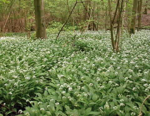 62 Brakona jaarboek 2006-2007 De daslookvelden in het Rodebos herbergen beide daslookspecialisten binnen de zweefvliegen: Cheilosia fasciata en Portevinia maculata. Foto Frederik Fluyt mededeling J.