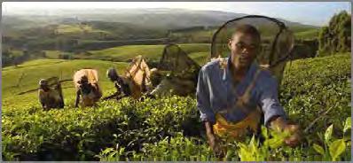 begeleide natuurwandeling, bezoek aan thee plantages en proeverij - Liwonde/Mvuu: