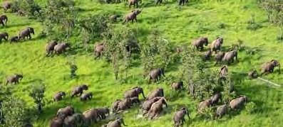 Dieper en verspreid in het park leven kuddes olifanten, zebra s, buffels en leeuwen.