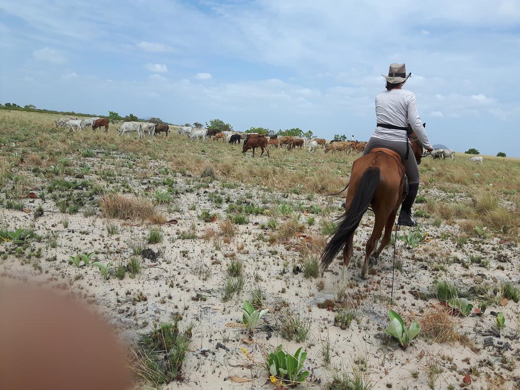 als absoluut hoogtepunt de Rupununi Rodeo in Lethem. Lees (2 beoordeling(en)) Lees Hou je van grote, uitgestrekte vlaktes?