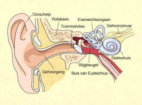 Inleiding Deze folder heeft tot doel u informatie te geven over operaties aan het oor.
