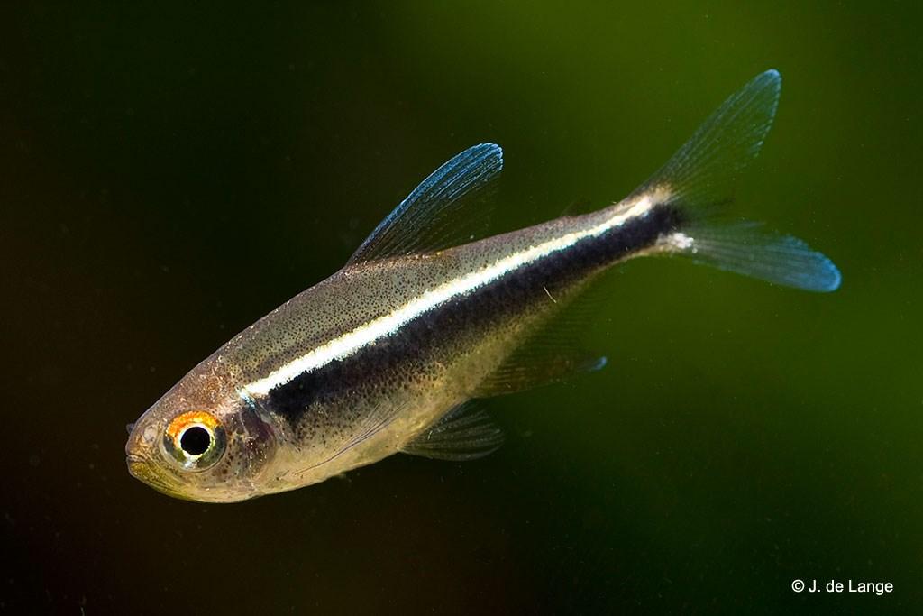 a.v. De Glasbaars Vissen Vindplaats: Zuid-Amerika, o.a. in Brazilië. Minimale bakmaat: 80 cm. Lengte: 4 tot 5 cm. Minimale groepsgrootte: 12 tot 15 stuks.