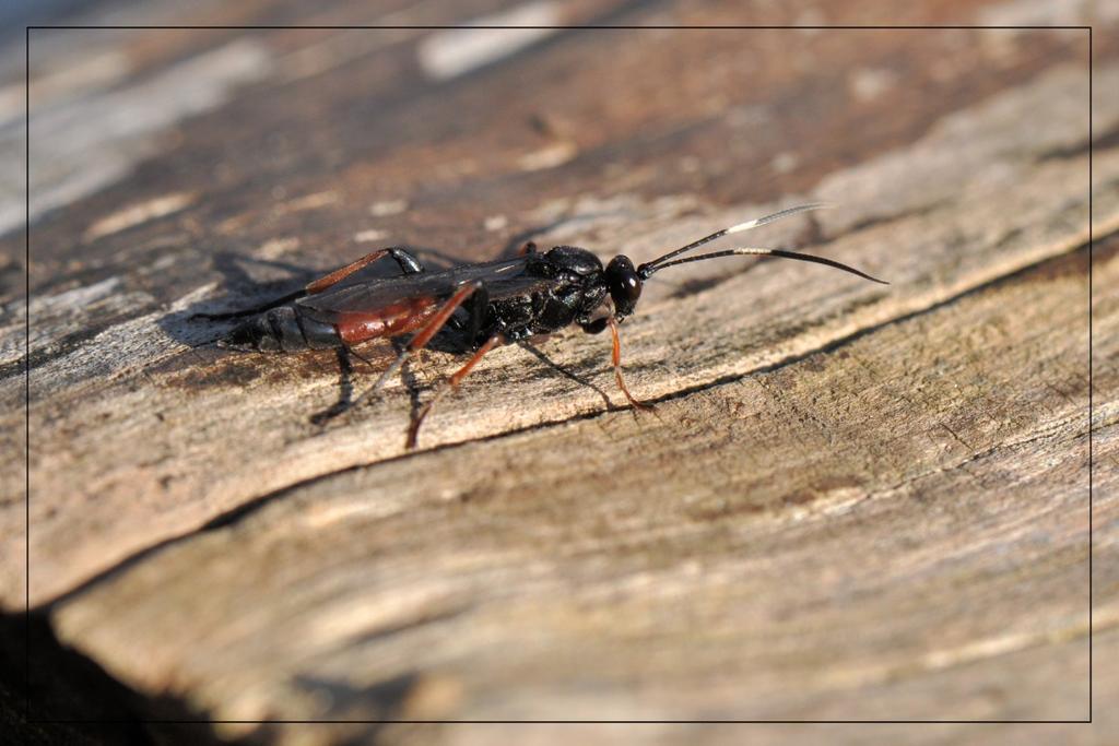 Gewone sluipwespen zijn een grote familie van insecten die behoren tot de orde van de vliesvleugeligen. Deze familie komt wereldwijd (ongeveer 22.