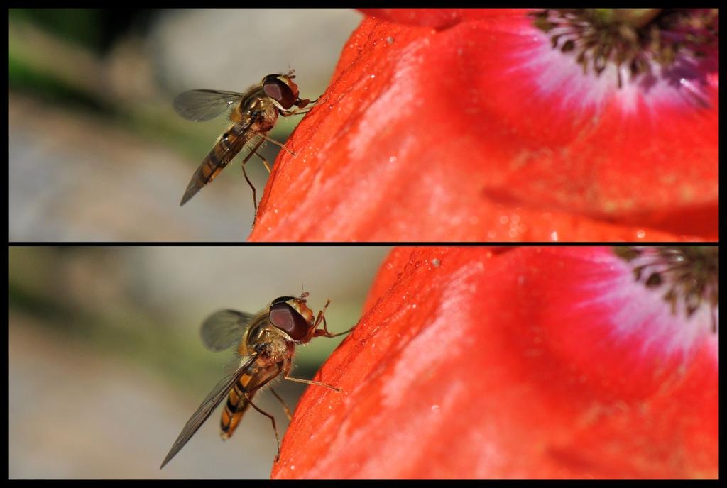 De spitskopmotten zijn een familie van nachtvlinders. Dit mannetje pyjamazweefvlieg (de ogen staan tegenelkaar aan) had schijnbaar iets eetbaars ontdekt op het bloemblaadje van de papaver.